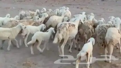 غنم حريات خلفات طيبة عددها 25 تحتها 25 شيء فاخر 8