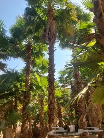 تركيب شبوم 1