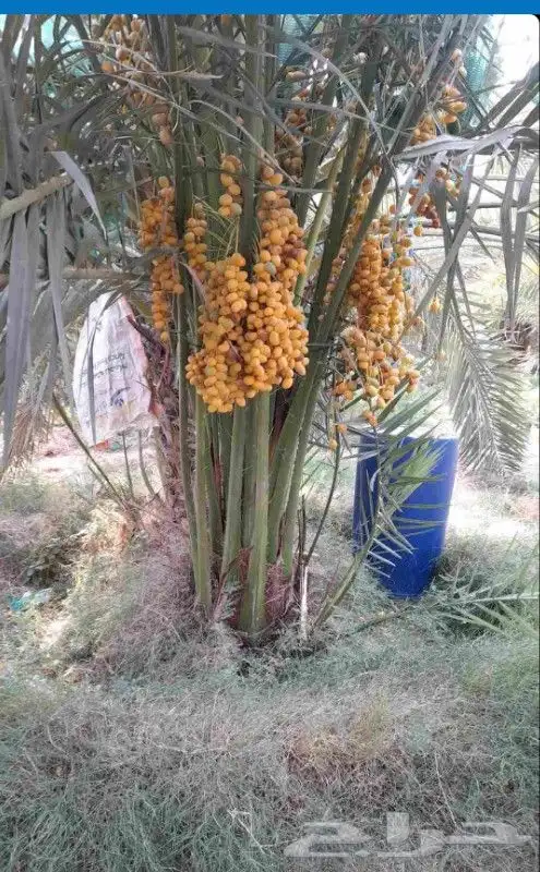 نخل مثمر نقايل جثايث اخلاص سكري برحي صقعي شيشي واشنطني 4