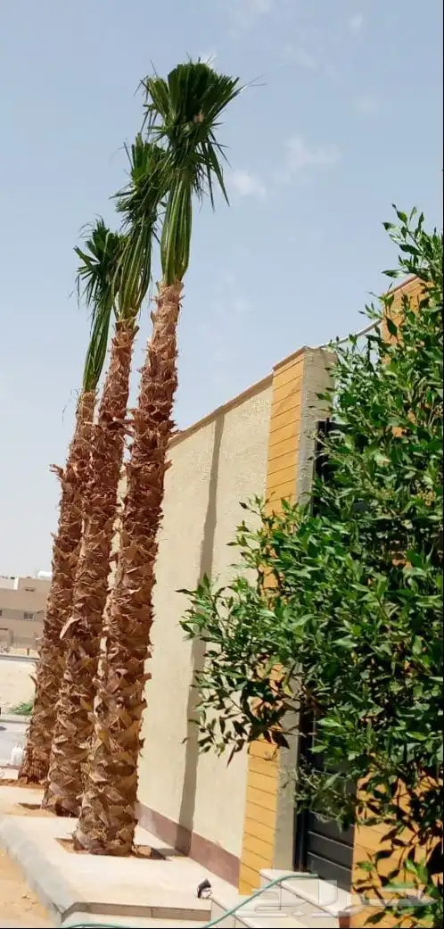 يوجدلدينا جميع انواع انخيل العربي ولواشنطن 6