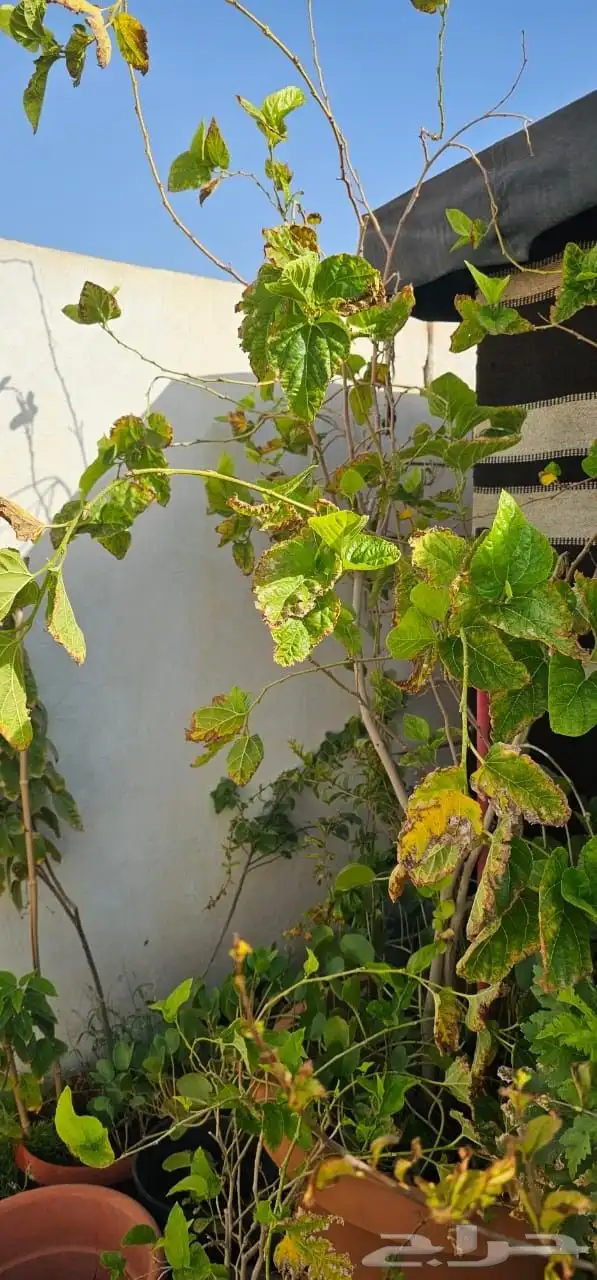 نباتات واشجار وشتلات زراعيه للبيع متنوعة البيع كامل 7