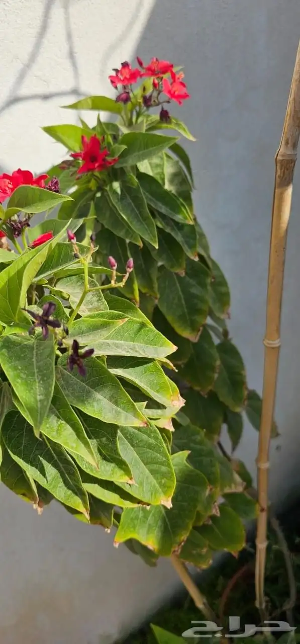 نباتات واشجار وشتلات زراعيه للبيع متنوعة البيع كامل 0