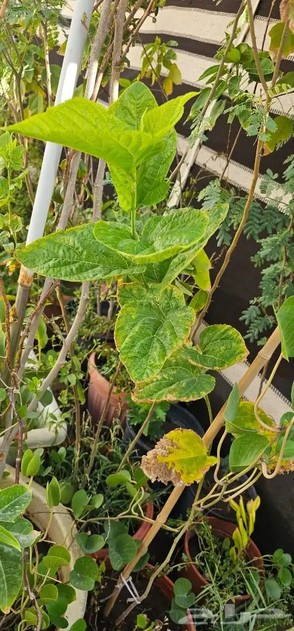 نباتات واشجار وشتلات زراعيه للبيع متنوعة البيع كامل 8