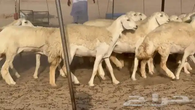 رخال حريات جدعات كلها عددها 27 نصف الصنف 1