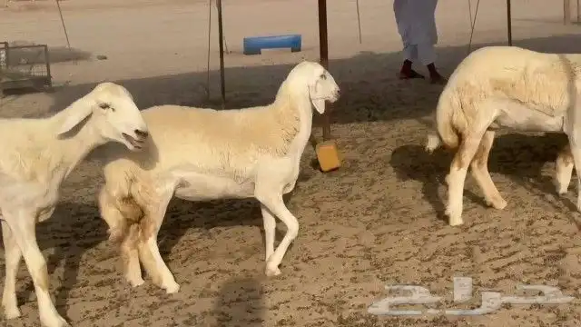 رخال حريات جدعات كلها عددها 27 نصف الصنف 3