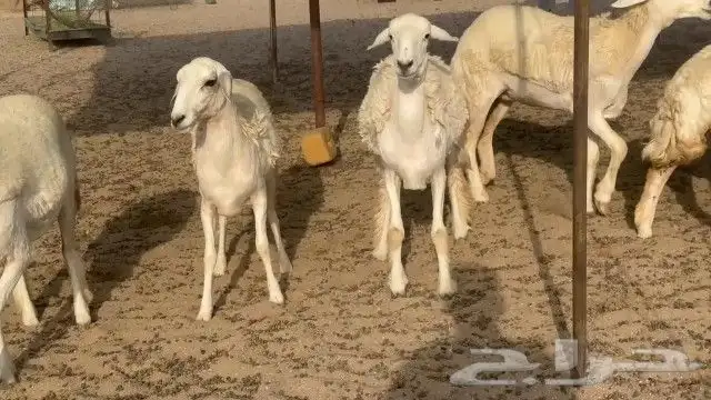 رخال حريات جدعات كلها عددها 27 نصف الصنف 4