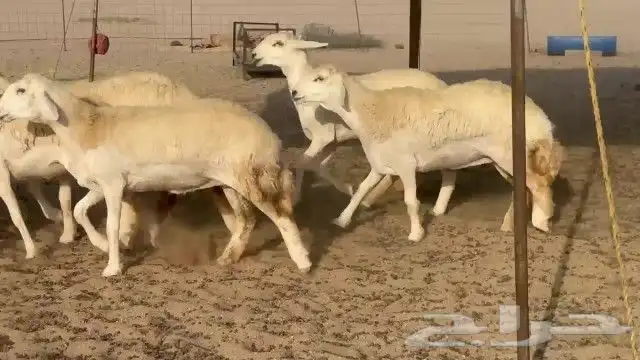 رخال حريات جدعات كلها عددها 27 نصف الصنف 0