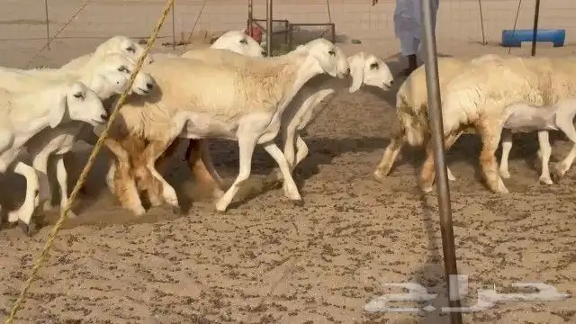 رخال حريات جدعات كلها عددها 27 نصف الصنف 2