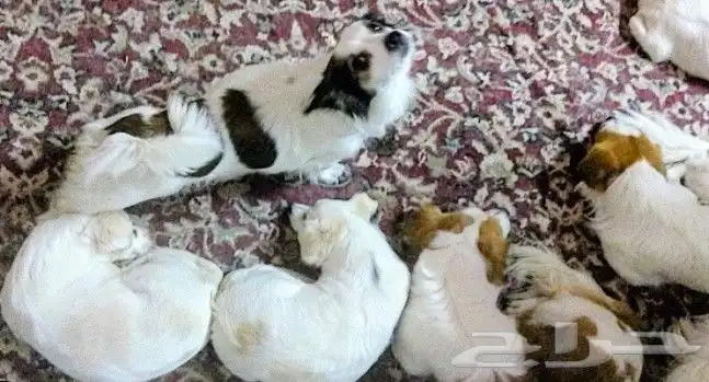 كلب للتبني 5