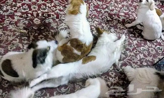 كلب للتبني 12