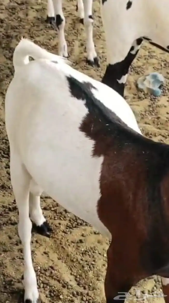 تيوس مرابي 0