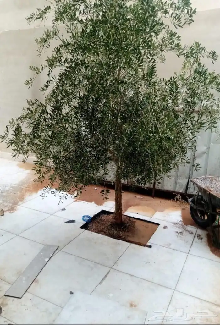 مشتل المهندس 1