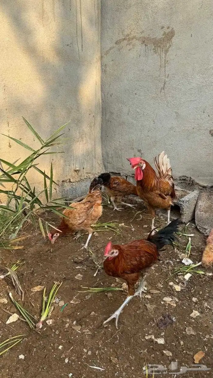 دجاج وديوك بلدي تم تم البيع 2
