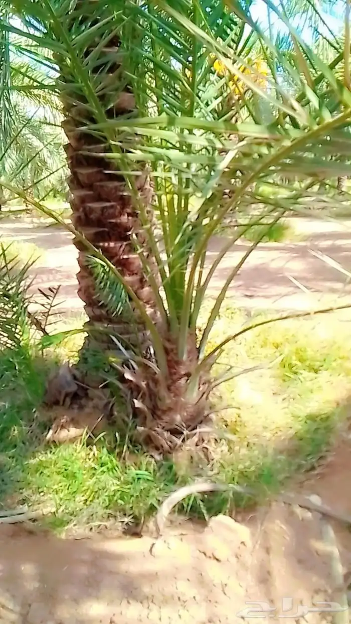 نخيل 2