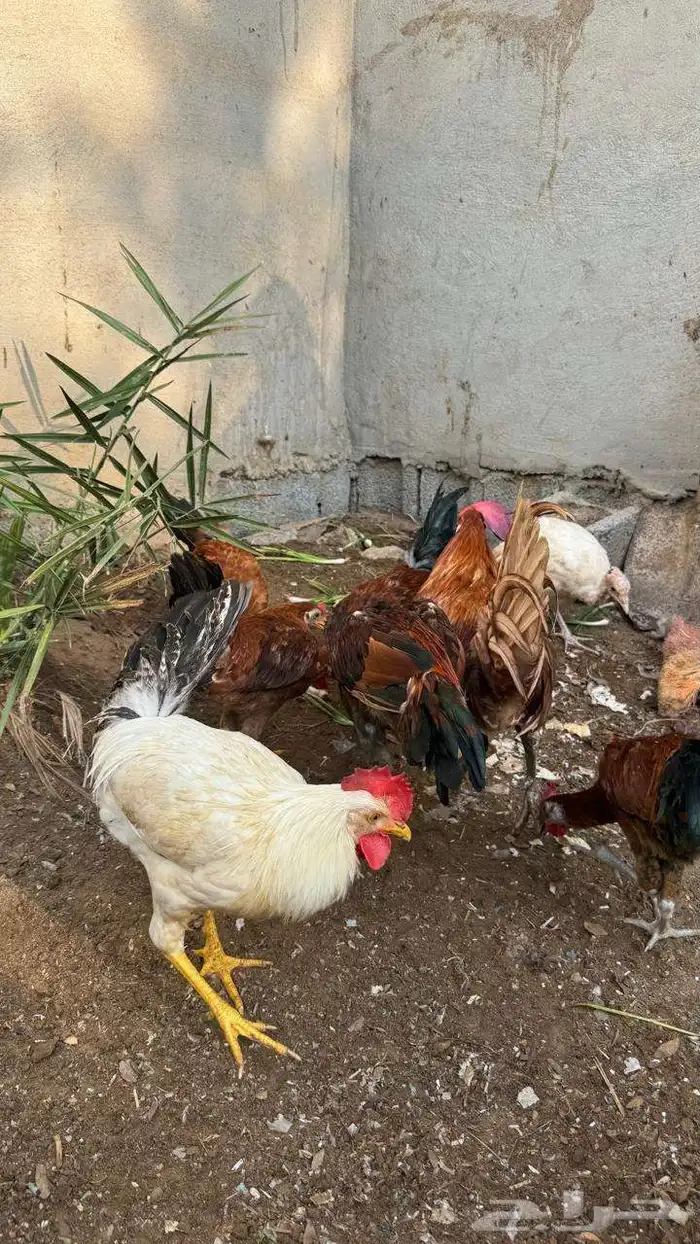 دجاج وديوك بلدي تم تم البيع 9
