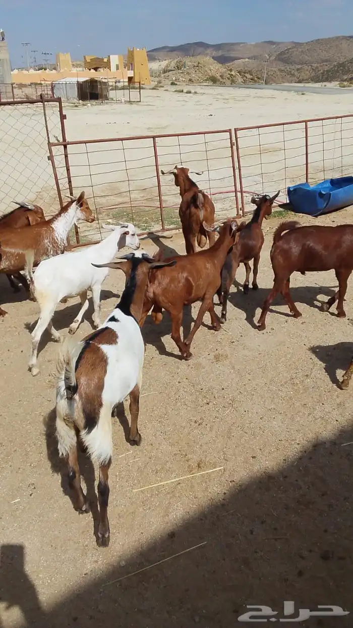 تيوس نظيفه شحم الموقع مركز بني عمر 0