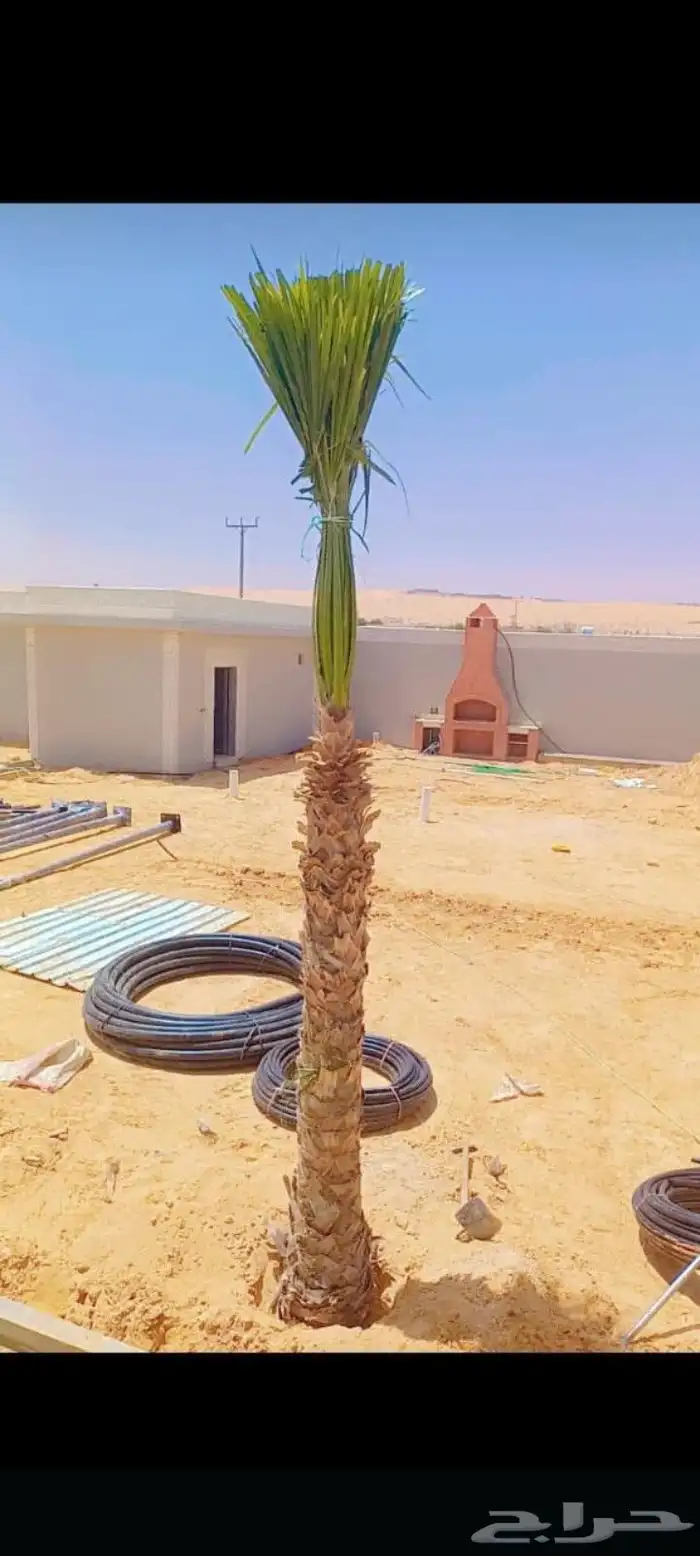 نخل للبيع 7
