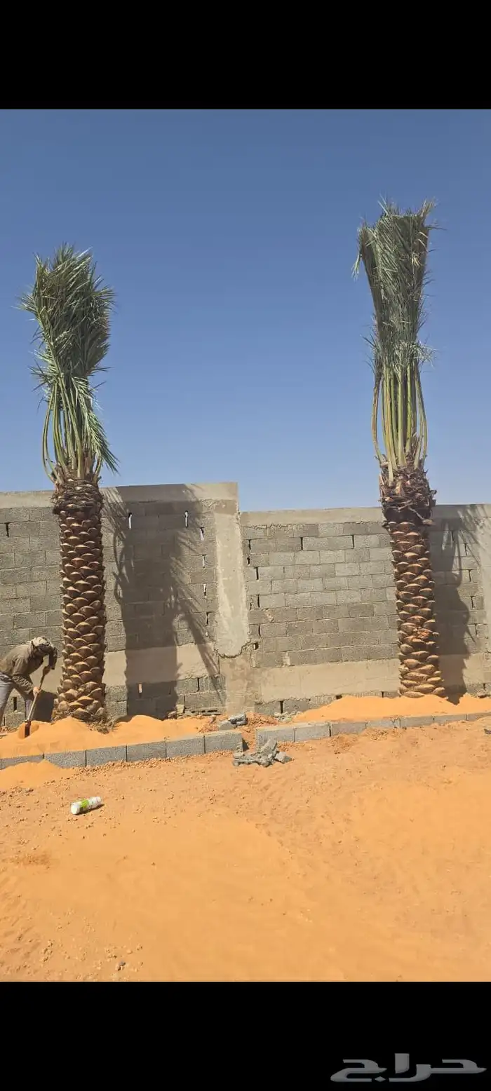 نخل للبيع 5