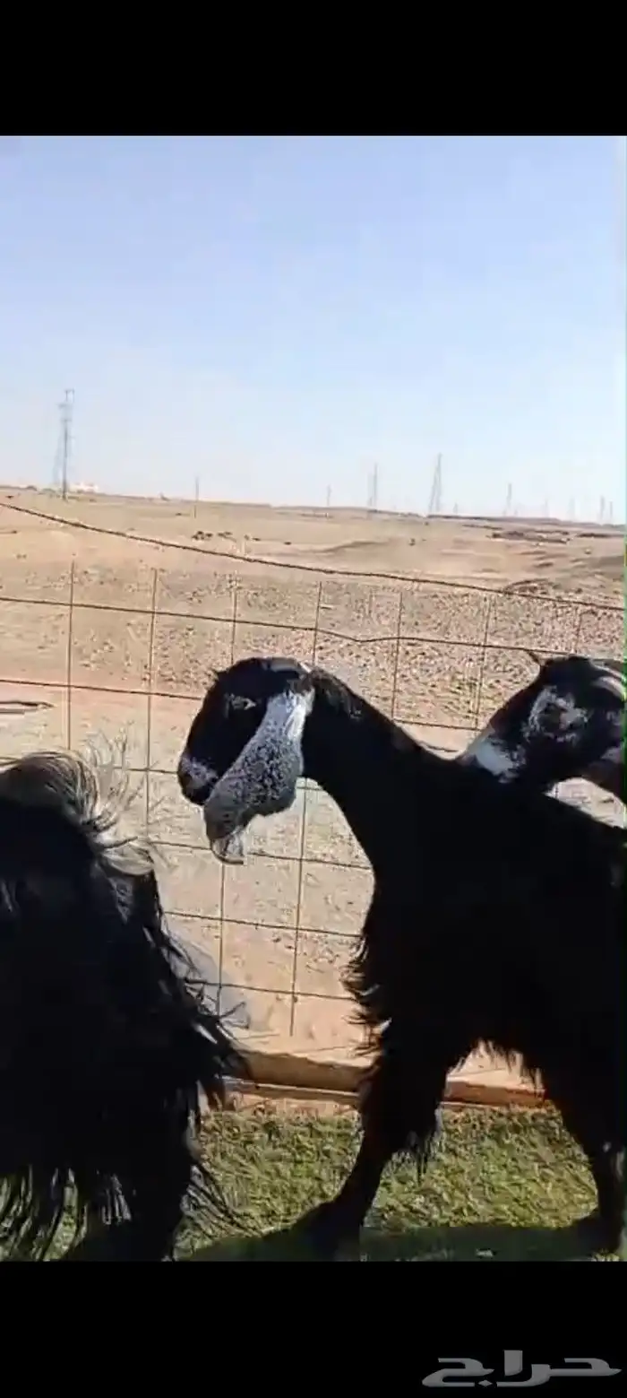 معزاء عوارض صنف دفيع 0