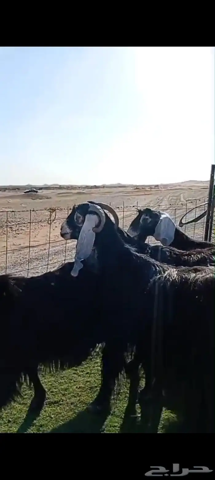 معزاء عوارض صنف دفيع 1