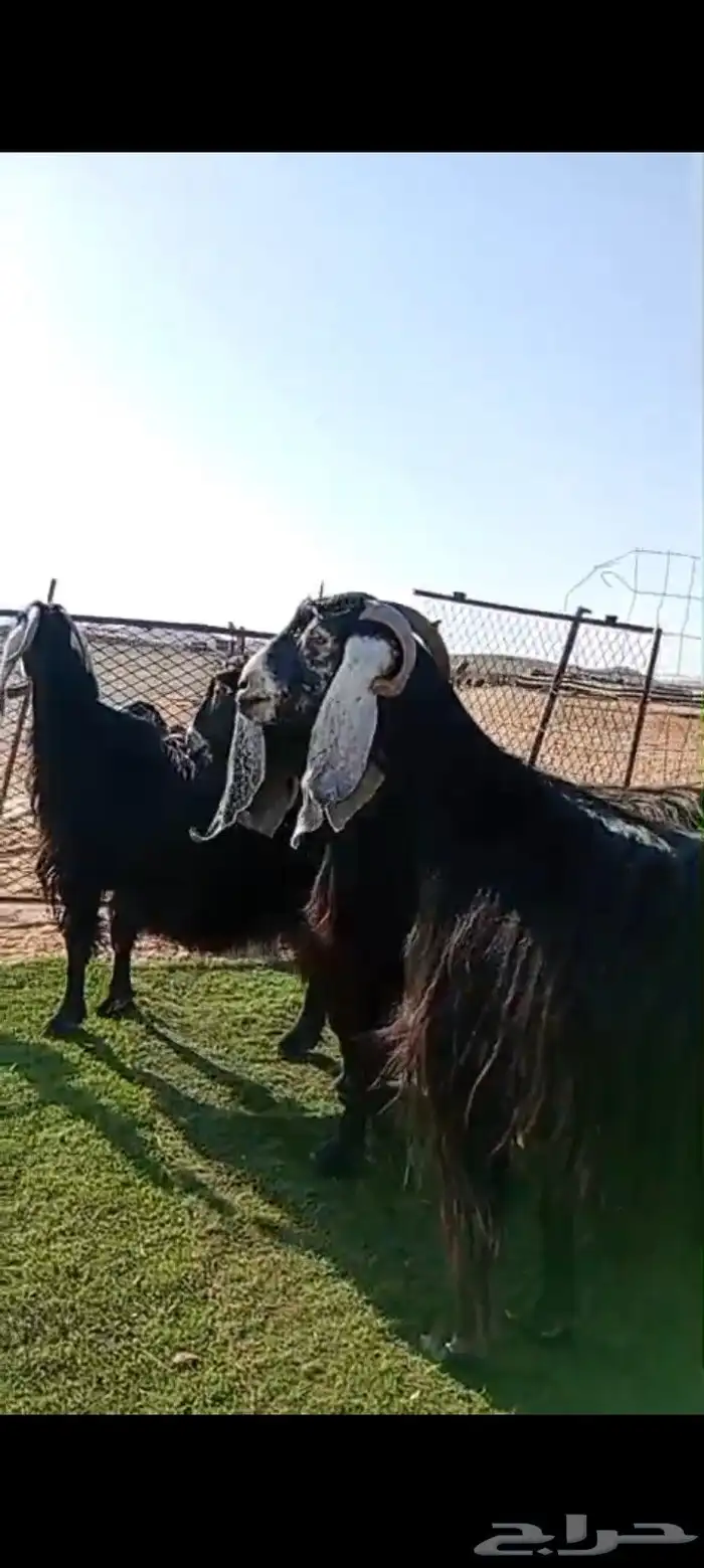 معزاء عوارض صنف دفيع 2