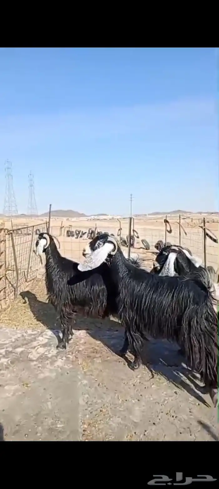 معزاء عوارض صنف دفيع 3