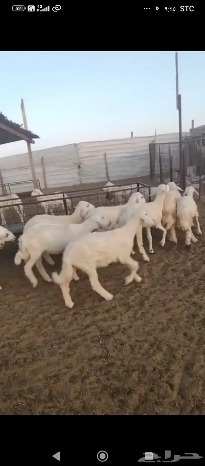 رخال. للبيع. فبها 4خرفان 0