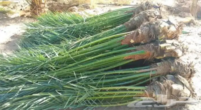 يوجدلدينا جميع انواع انخيل العربي ولواشنطن 0