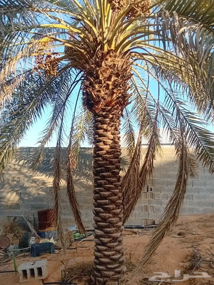 نخيل للبيع 1