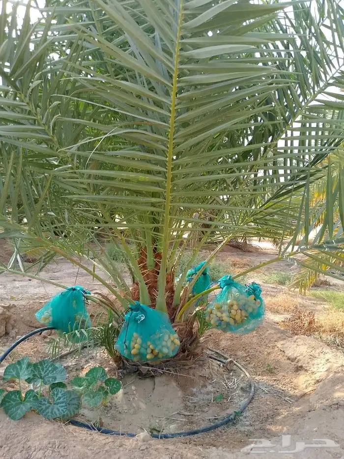 نخل للبيع هلالي سكري صقعي نخيل طوال جثايث فسايل فروخ نقايل 6