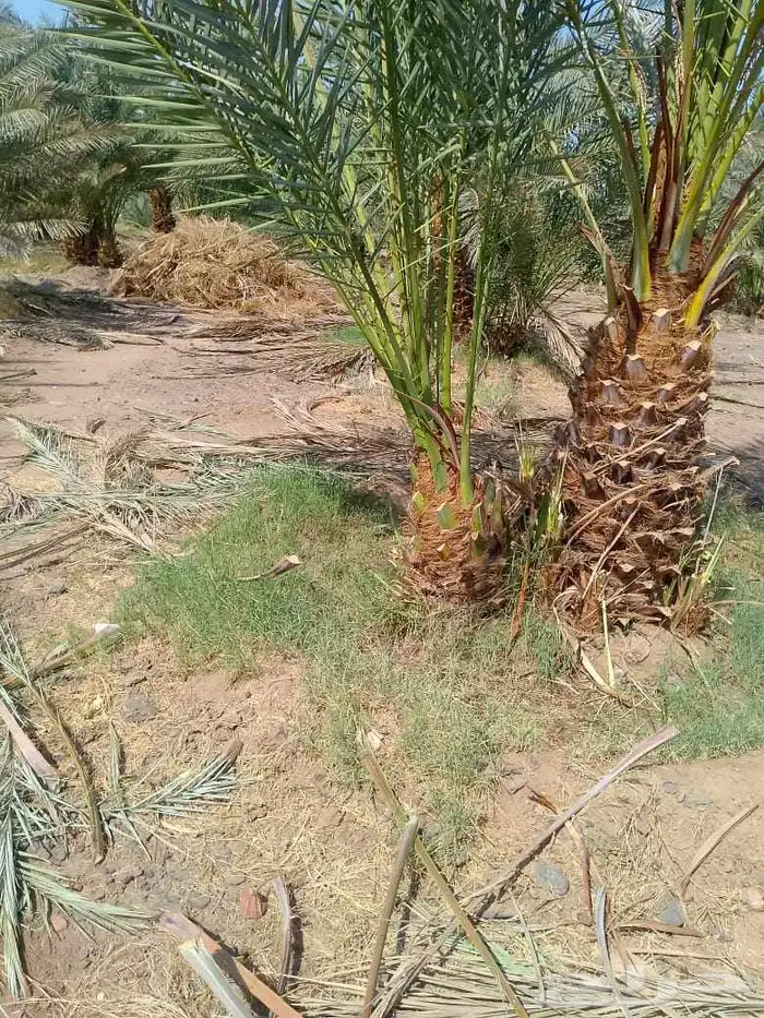نخل فسائل نخيل متوفر برحي سكري صقعي حلوه مجدول 1