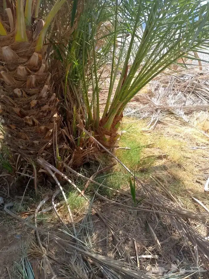 نخل فسائل نخيل متوفر برحي سكري صقعي حلوه مجدول 2