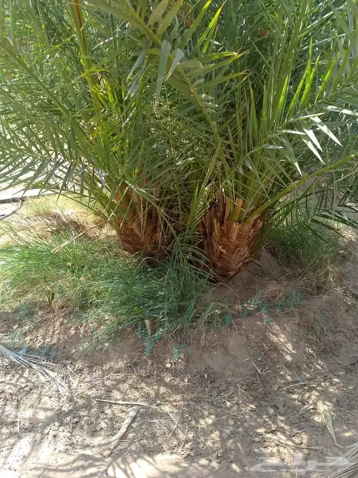 نخل فسائل نخيل متوفر برحي سكري صقعي حلوه مجدول 7