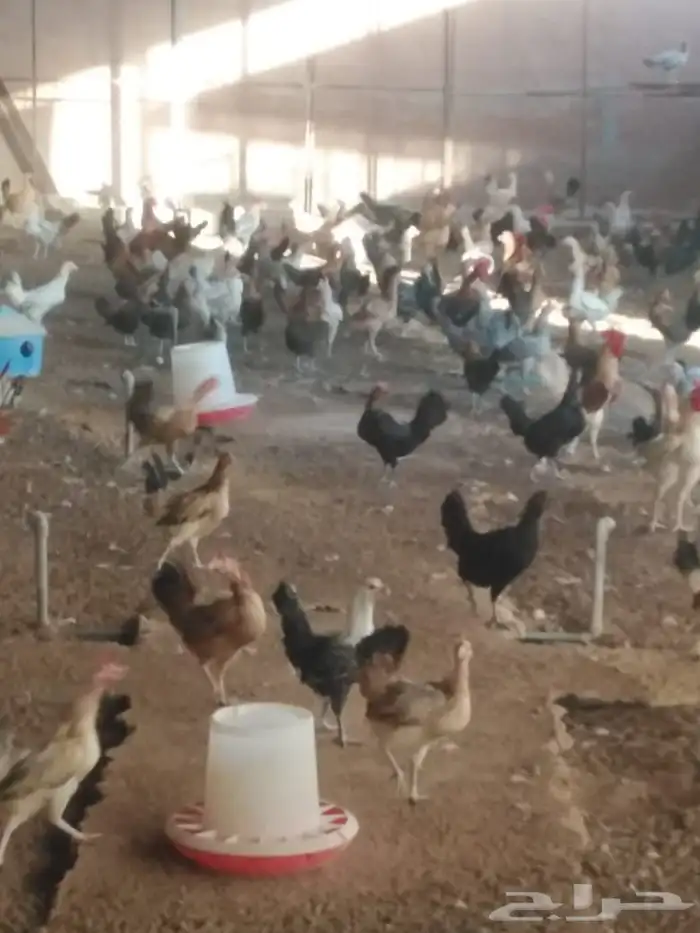 بسم الله ما شاء الله دجاج بياضي صحه متعافيه وجميع التحصينات 0