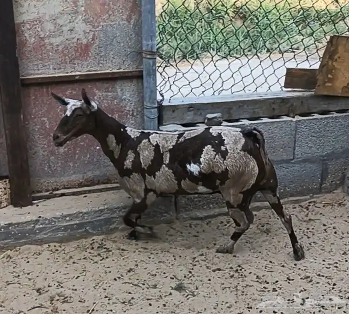 ماعز صلالي 0