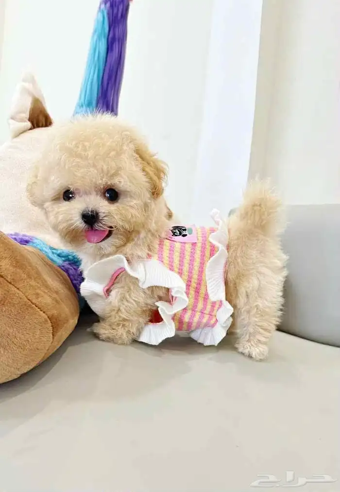 مالتيبو ذكر مميز وجميل maltipoo 0