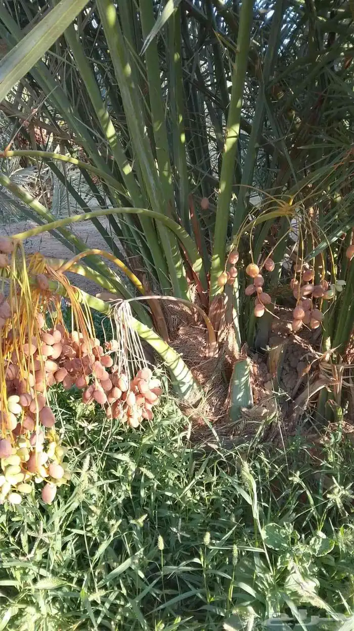 فروخ طيبه 1