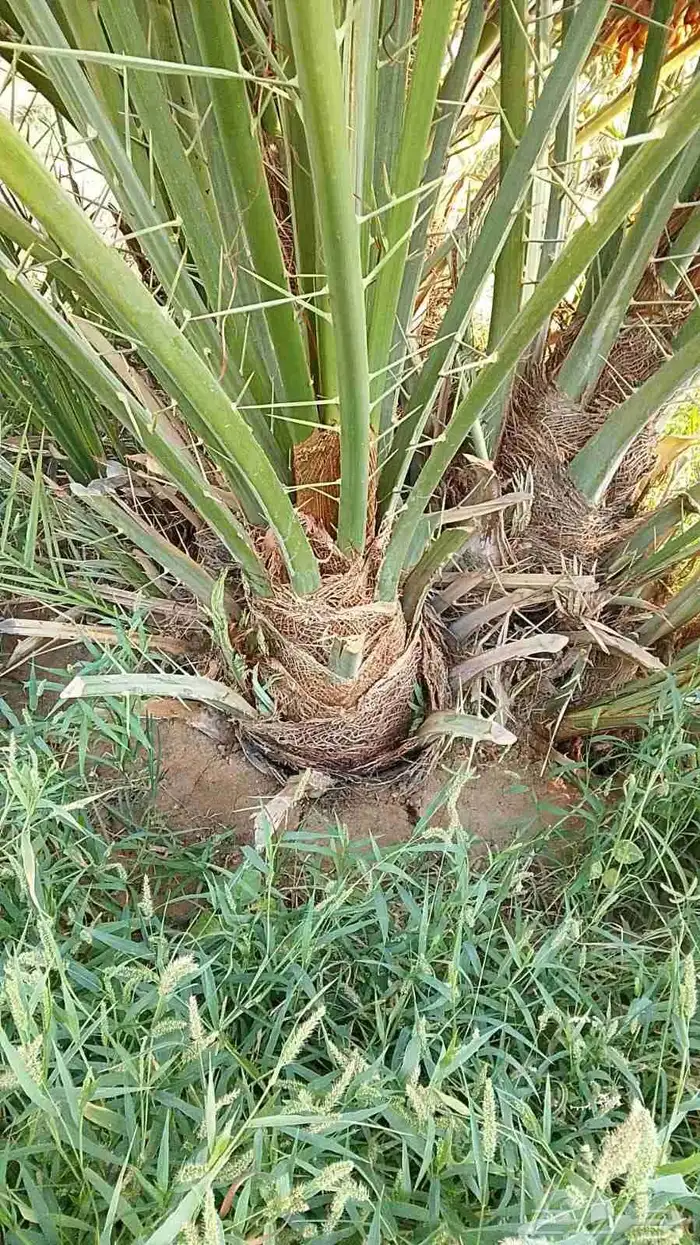 فروخ طيبه 2