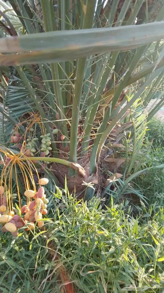 فروخ طيبه 3