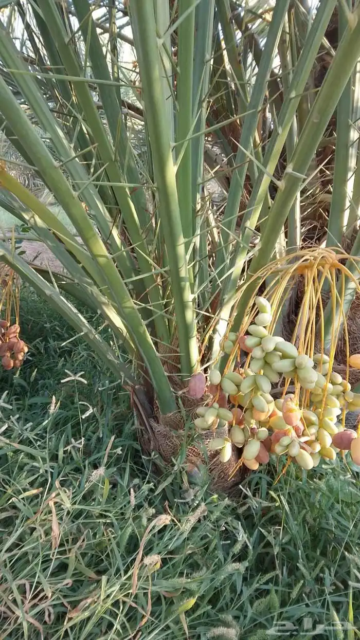 فروخ طيبه 0