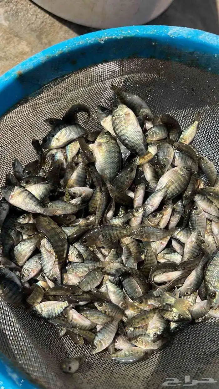 زريعة أسماك بلطي محسنة وممتازة 1