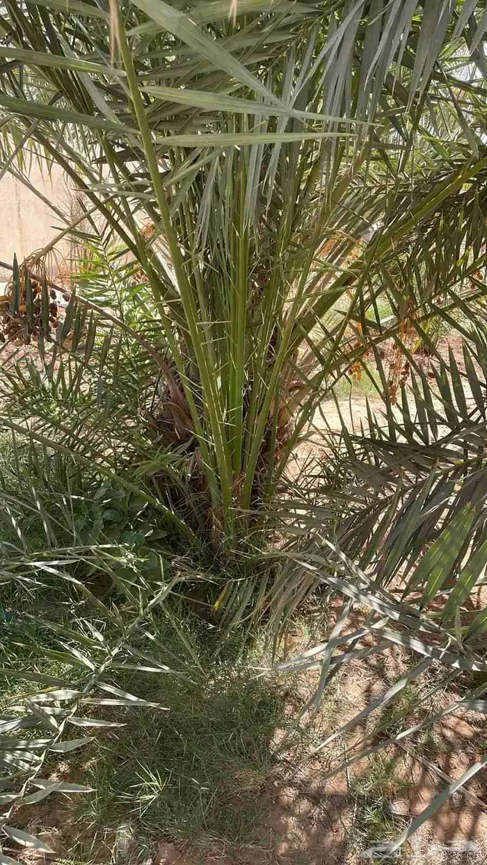 نخيل 1