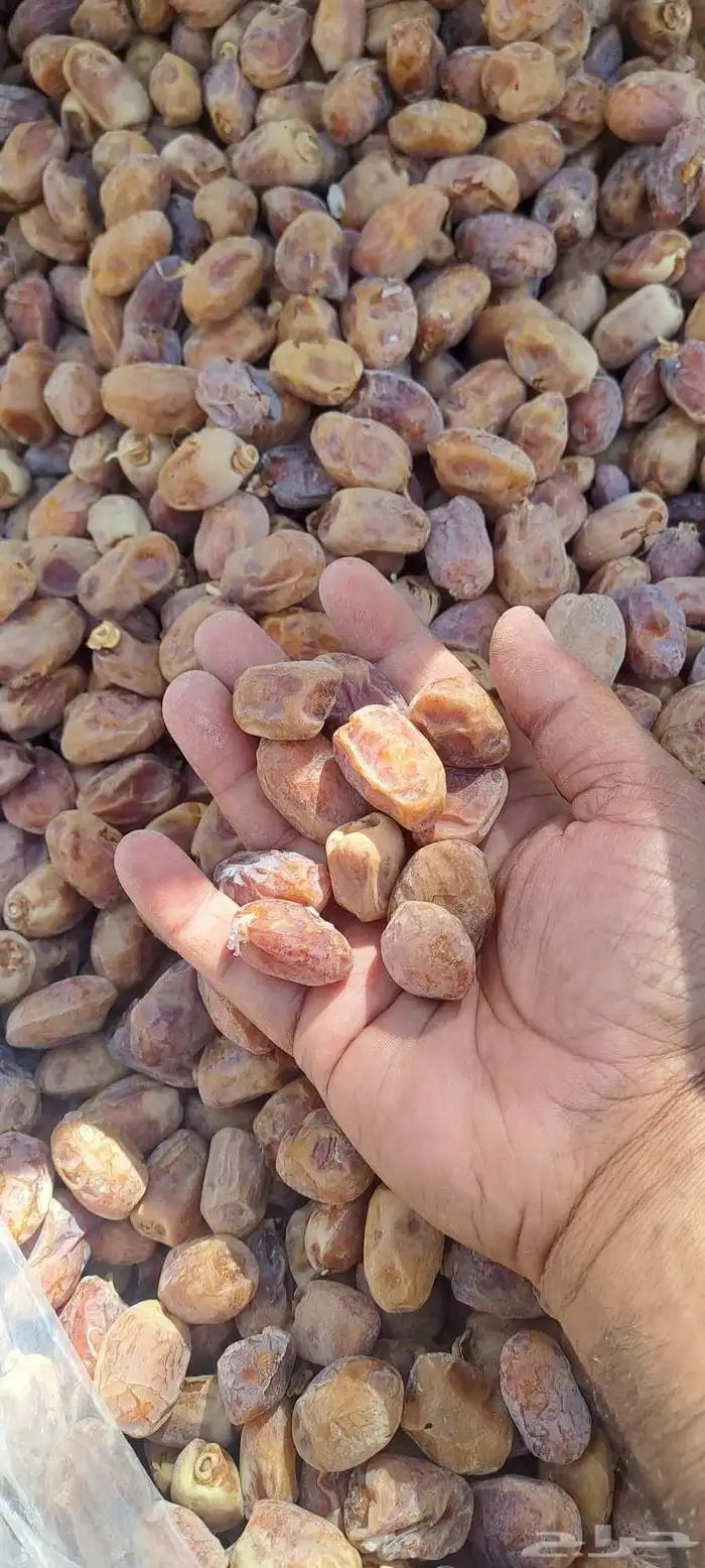 تمر خلاص وسكري السوم علي الكرتون 20 ك 1