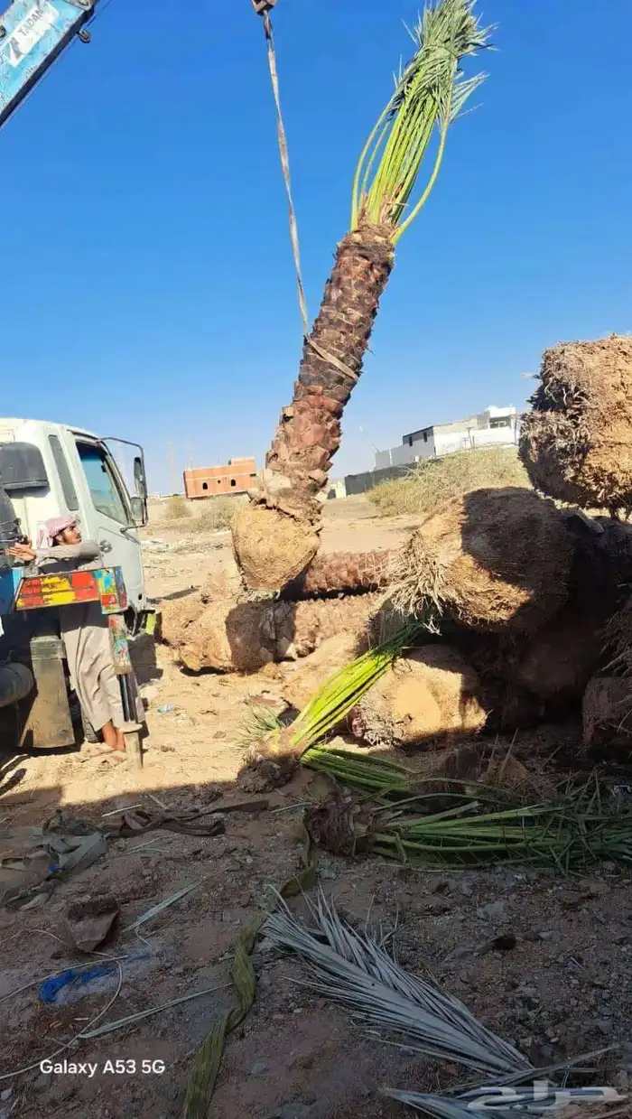 توريد جميع انواع النخل العربي والنخل الزينه 5