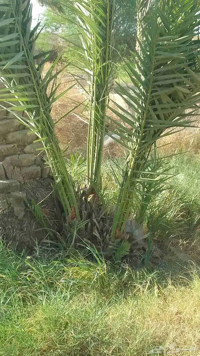 يوجد لدينا فراخة دخيني ومجدول وصقعي 1