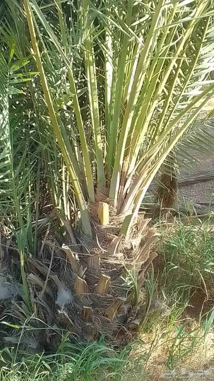 يوجد لدينا فراخة دخيني ومجدول وصقعي 0