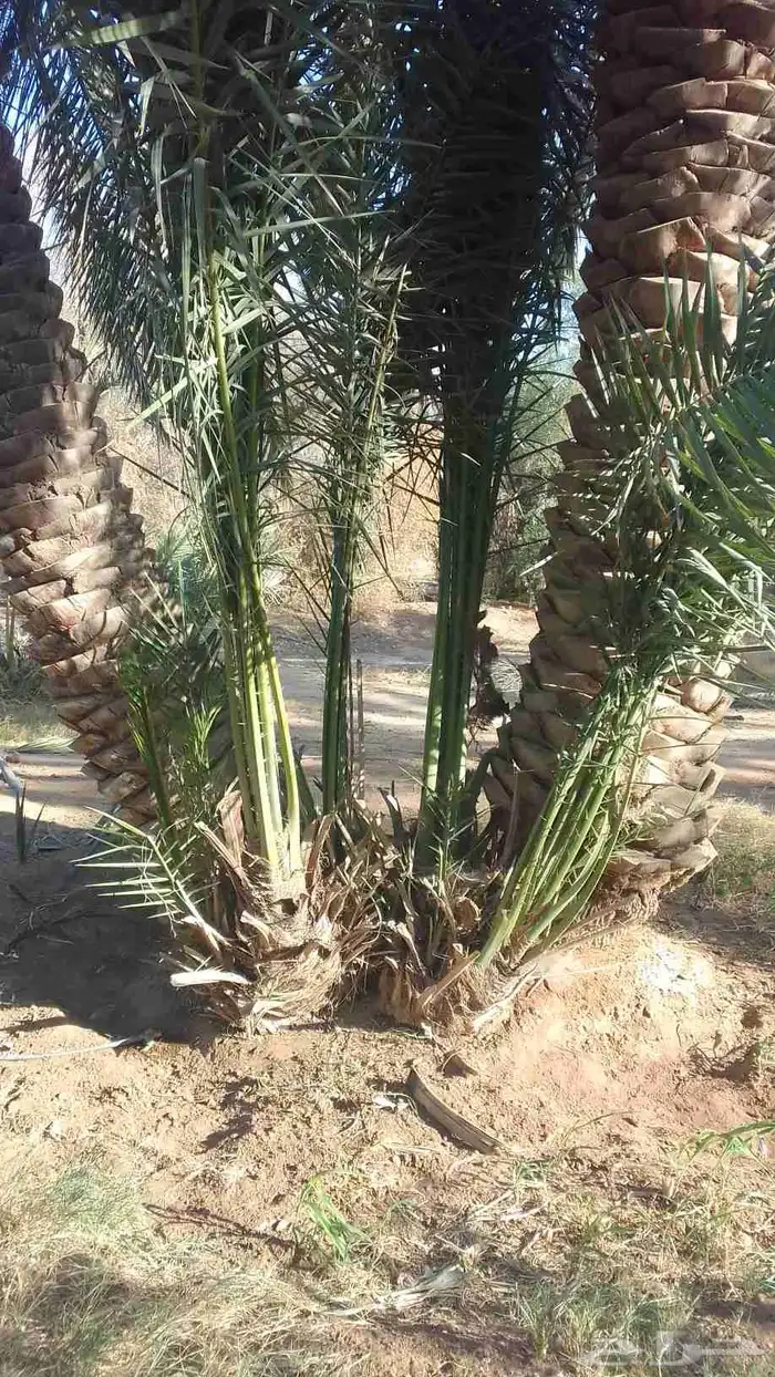 يوجد لدينا فراخة دخيني ومجدول وصقعي 2