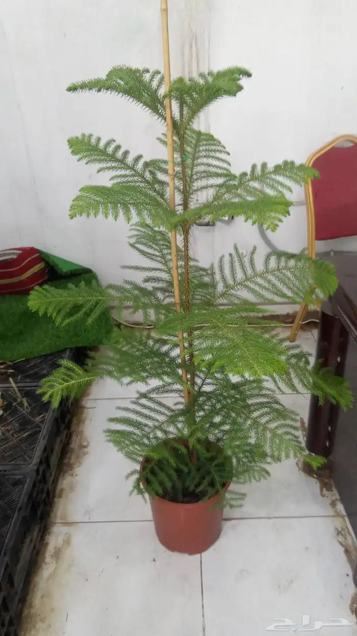 تنسيق حدائق 13