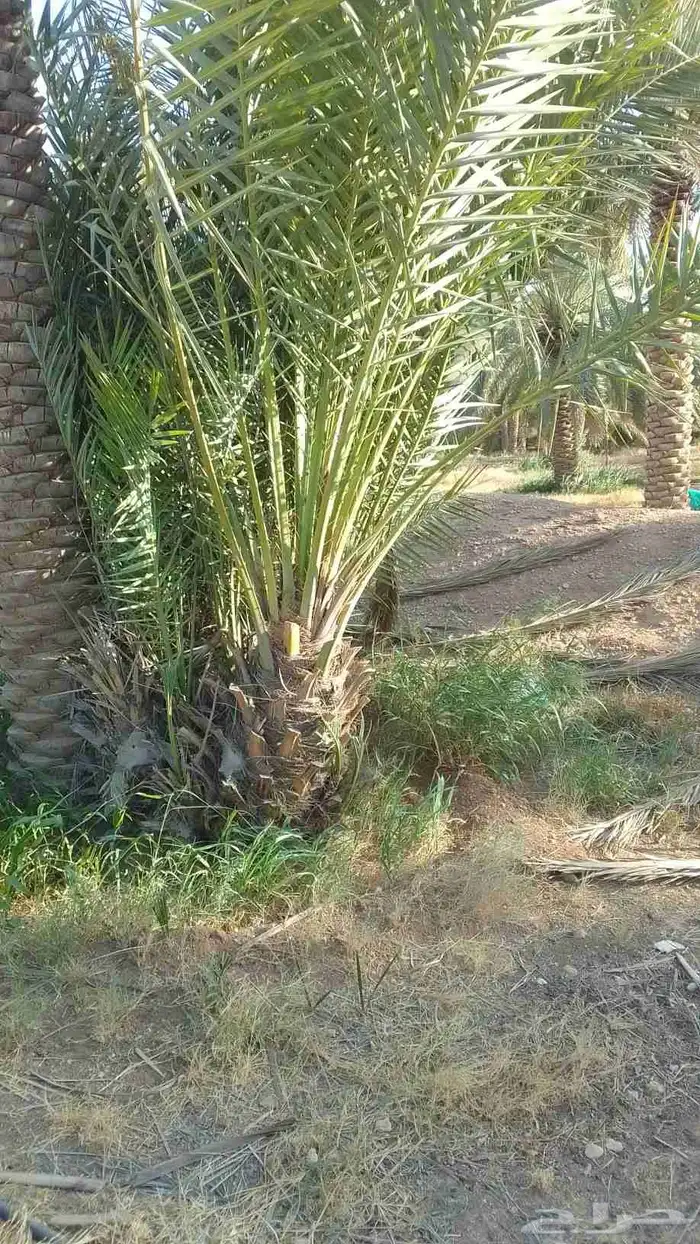 يوجد لدينا فراخة دخيني ومجدول وصقعي 3