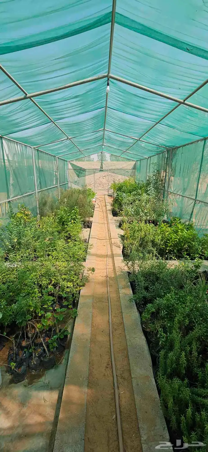 مشتل كينة رياض الخبراء 0